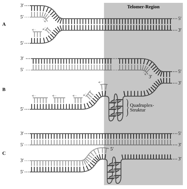 Schema der Telomer-Region mit DNA-Strukturen und Quadruplex-Bildung